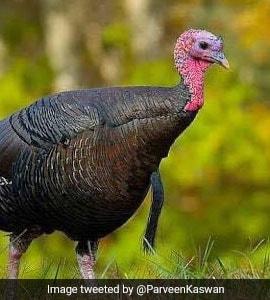 Thanksgiving for One: Feast of Fowl, Friends, and Fantasy!
